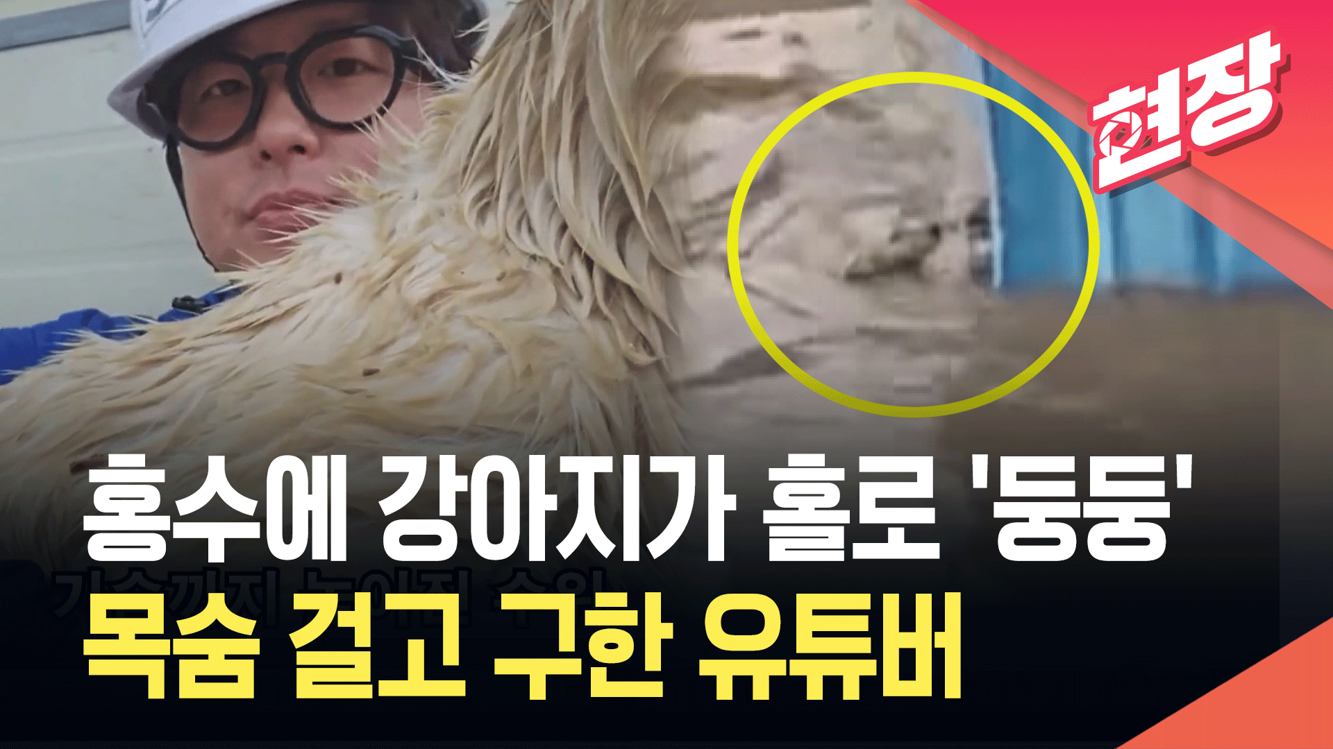 [영상] 충남 홍수에 강아지 홀로 ‘둥둥’…목줄 풀어 구했다