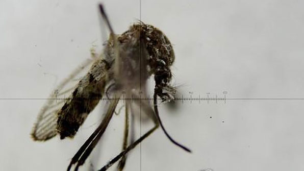 美 FDA, 지카 백신 첫 인간 임상시험 승인…한국 업체도 참여