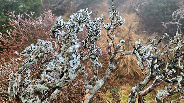 입동을 하루 앞둔 6일 오전 한라산국립공원 족은윗세오름 부근에 상고대가 피어 있다. 나종훈 기자 촬영.