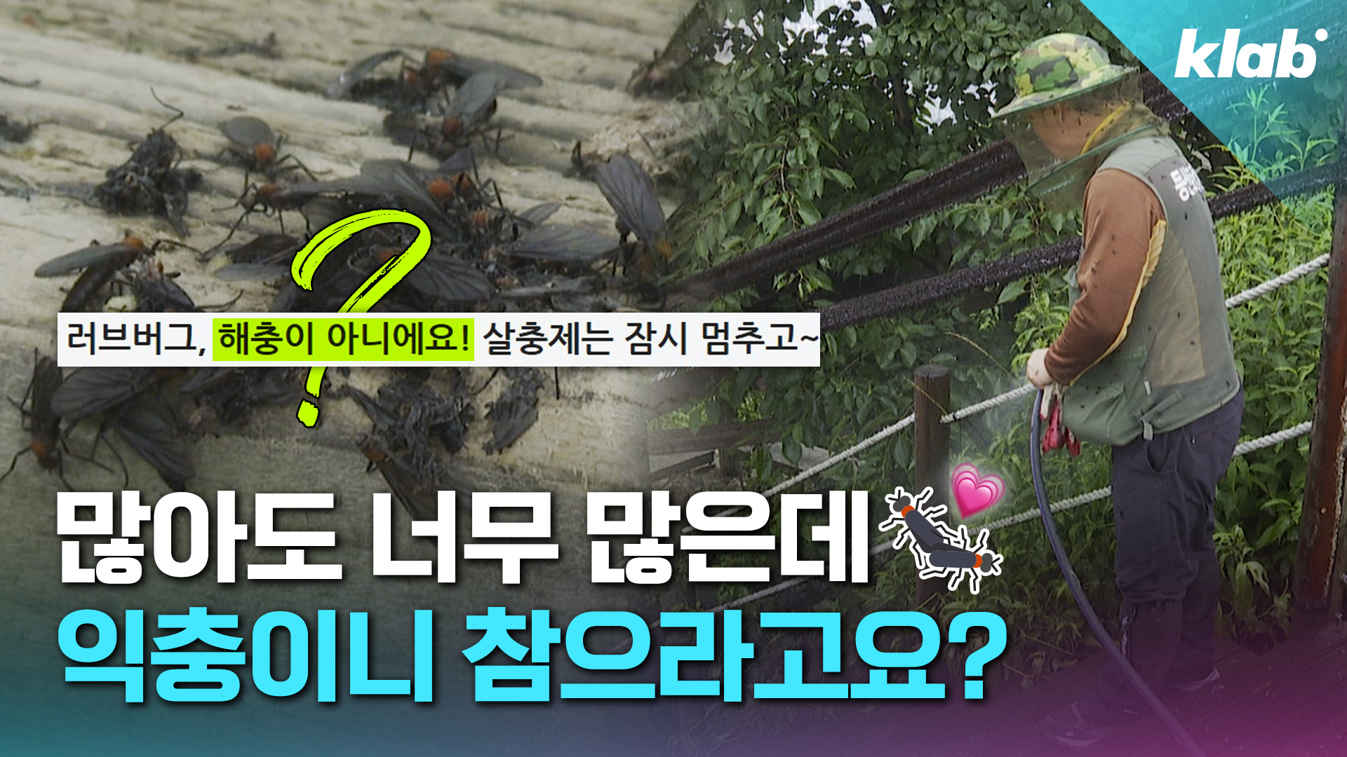 [영상] 러브버그 대발생, 정말 ‘은평구 편백림’이 문제일까?