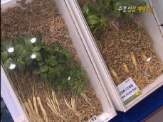 수경 인삼 재배 1년 