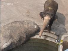 코끼리가 사람에게 돌팔매?…경찰 ‘곤혹’ 